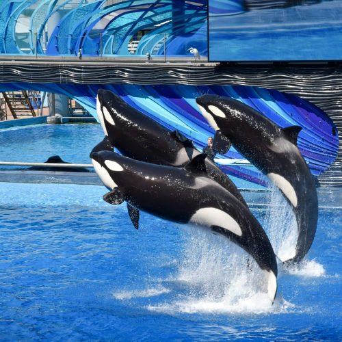 SeaWorld Orlando Tickets